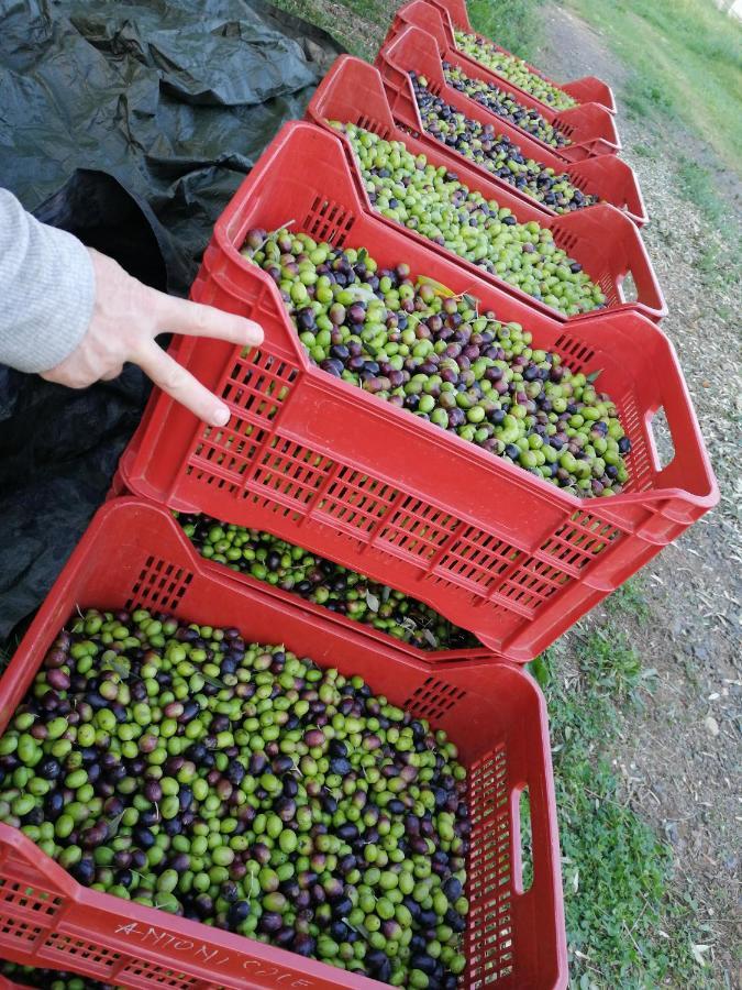 Il Podere Di Sole Roccastrada Dış mekan fotoğraf